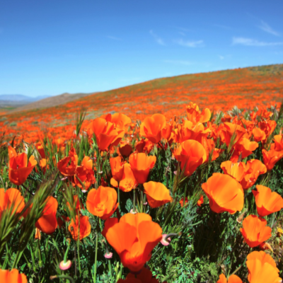 A mountainside filled with orange poppies.