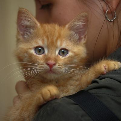 A small orange kitten with light green eyes. The kitten is being held by a person whose face is partially out of view.