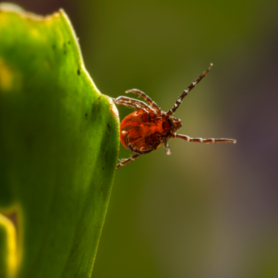 A tick on a leaf.