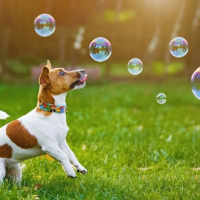 A dog jumping to catch bubbles in a grassy park.