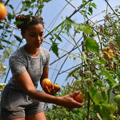 Brooke Bridges, assistant kitchen manager at Soul Fire Farm harvests heirloom tomatoes.