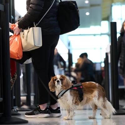 A dog goes through a security checkpoint at Ronald Reagan Washington National Airport.