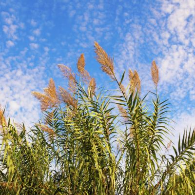 Giant Reed against the blue sky.