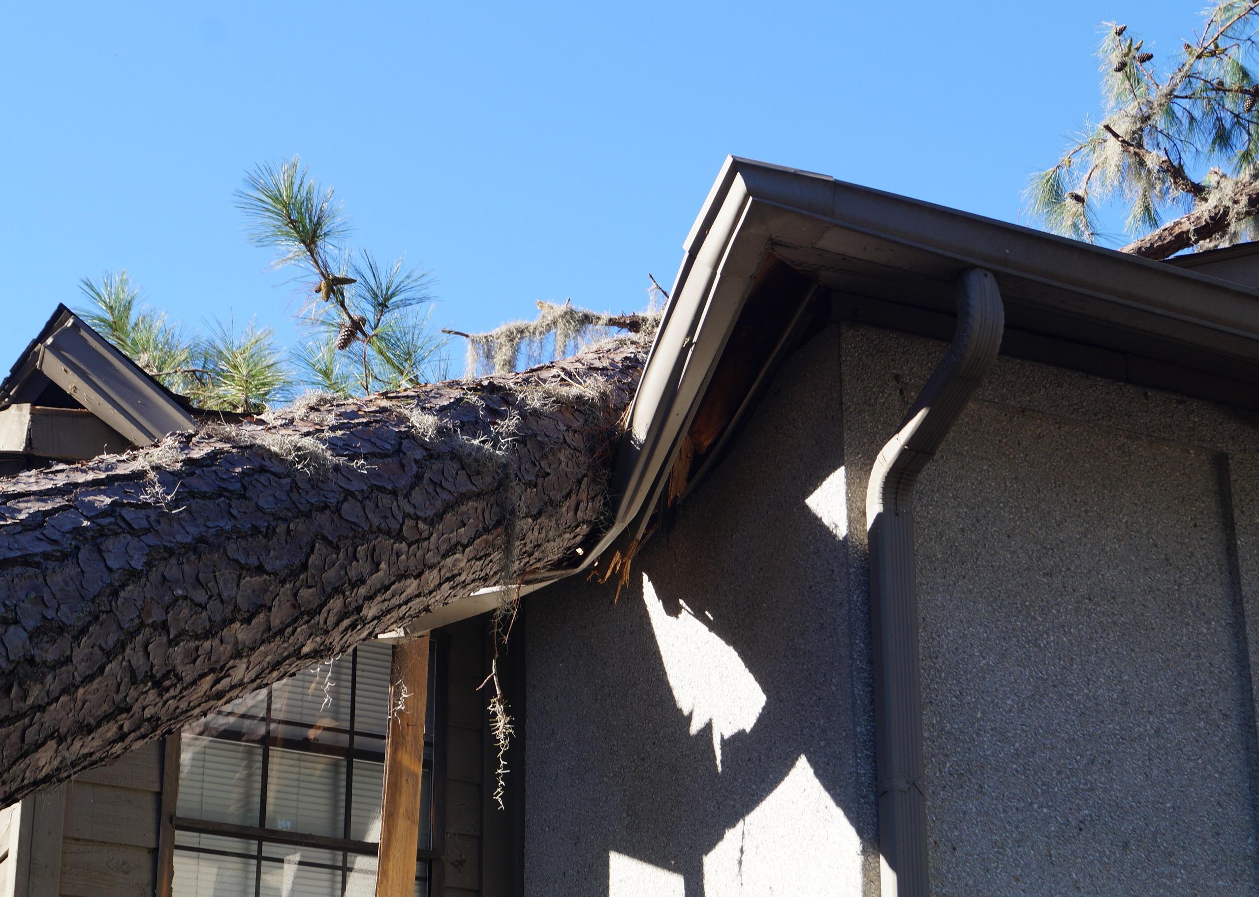 Roof damage from tree that fell over during hurricane storm.