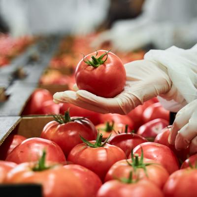 An employee conducting quality control on tomatoes at a factory site.