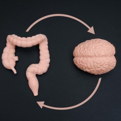 A human brain model and a gut figurine isolated on pristine black backdrop.