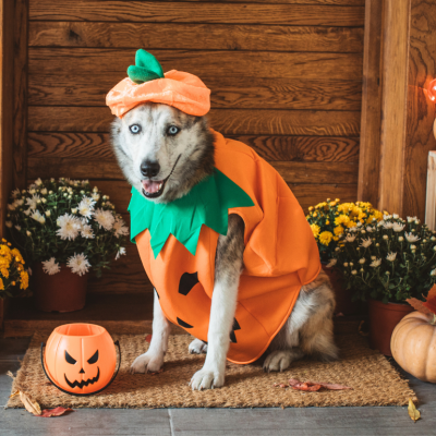 Cute dog wearing pumpkin costume surrounded by Halloween decor.