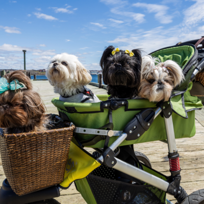 Four small dogs in a stroller.