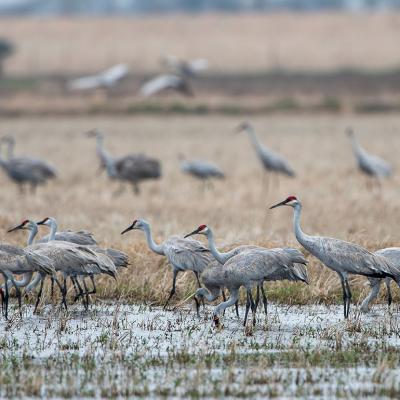 A flock of sandhill cranes in Louisiana.
