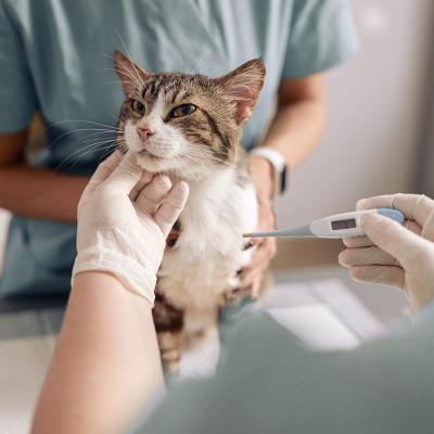A cat's temperature being taken at a veterinary clinic.