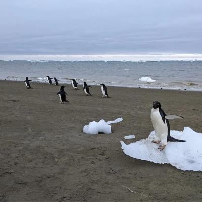 Penguins by the shores in Antarctica.