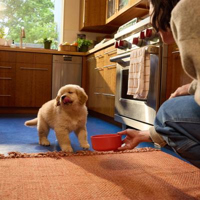 Fluffy golden puppy licks lips while person crouched down offers food in a red bowl in the kitchen.