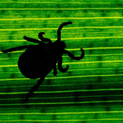 Silhouette of a tick seen through a leaf in a garden.
