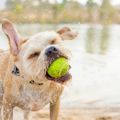 Tan mixed breed dog playing in park near water with tennis ball in mouth.