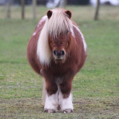 A Shetland pony standing on a field.