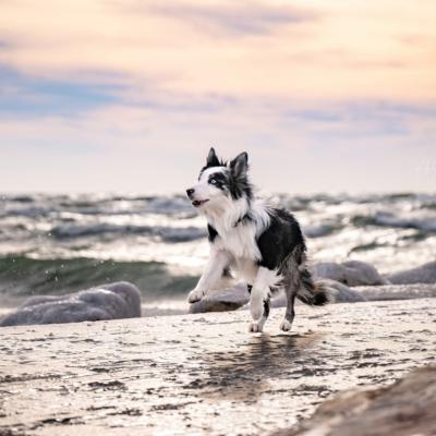 Winter beach with border collie and Michigan lighthouse.
