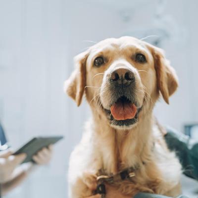 Golden retriever sitting on examination table as a female veterinarian assesses in the background.