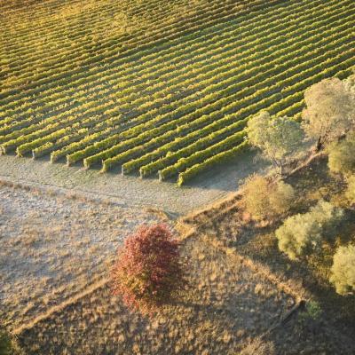 Vast vineyard during daytime in Canberra, Australia.