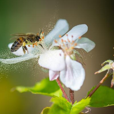 A honey bee collecting pollen grains from a white flower.