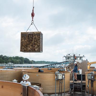 A cage full of baby oysters being hauled from the Chesapeake Bay and bound for the Manokin River.