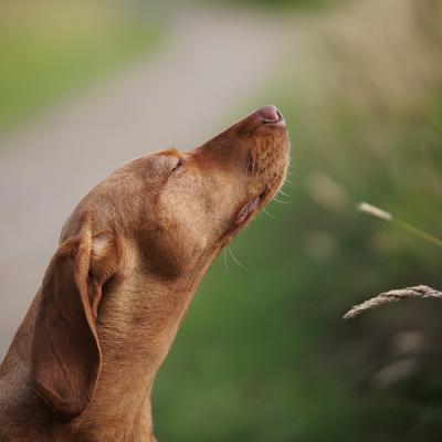 Dog sitting by a grass field, sniffing air.