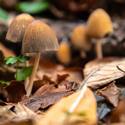Hallucinogenic psilocybe semilanceata or liberty cap mushrooms growing under fallen leaves.
