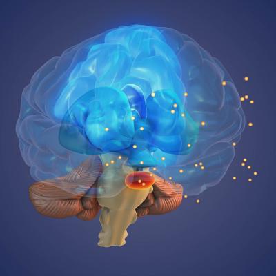 3D Illustration of the brain showing the concept of the Thalamus processing sensory signals.