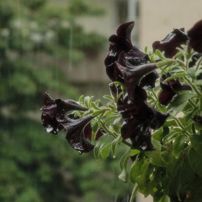 Raindrops falling over black petunias.