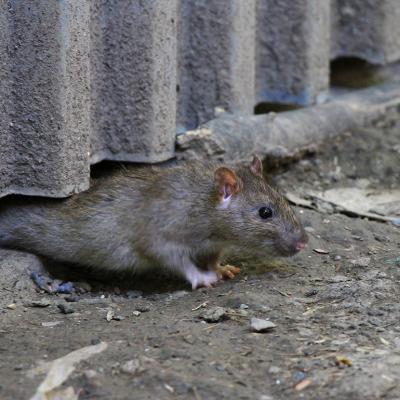 A brown rat crawling out from under a steel fence on concrete ground.