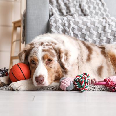 A fluffy Australian Shepherd dog lying on the floor with various dog toys.