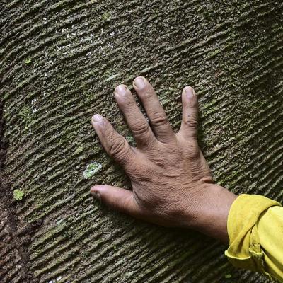 Hand touching the scars of a rubber tree (Hevea brasiliensis) near the Anajas riverbank in the Amazonia region, Marajo, near Anajas city, Para state, Brazil.