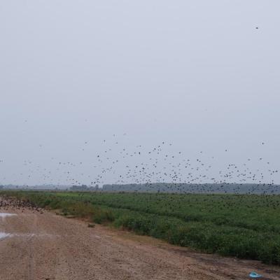 Blackbirds flying over summer rice fields.