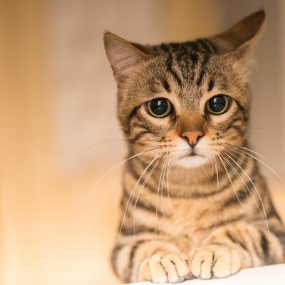 A sad tabby cat at home.