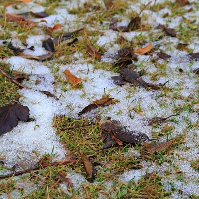 First white snow lay on the grass covered with red and yellow leaves in autumn. 