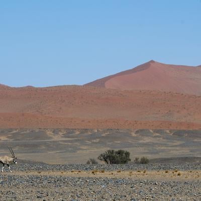 A South African oryx, also called 'Gemsbok' or 'gemsbuck' walking by a water hole in a desert area in Namib-Naukluft National Park in Namibia.
