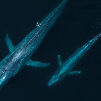 Aerial view of a tiny white drone hovering in the air above two huge blue whales, one smaller than the other, seen beneath the surface of the ocean. Cetacean scientists around the world are using this type of technology.