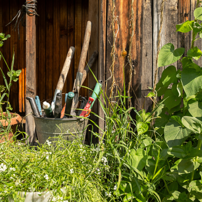 Garden tools in metal bucket against a wooden shed wall in a garden. 
