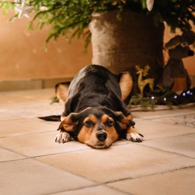 A dog lying under a decorated Christmas tree.