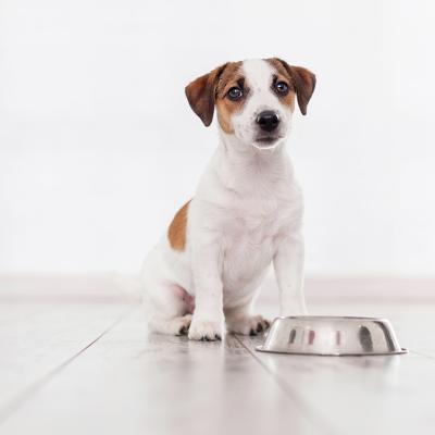 A puppy sitting with a feeding bowl.