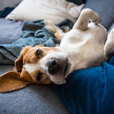 A beagle dog lying to sleep on a couch.
