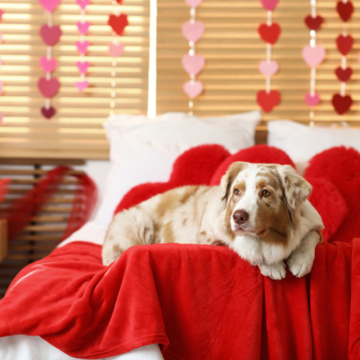 An Australian shepherd dog lying on bed in bedroom decorated for Valentine's Day.