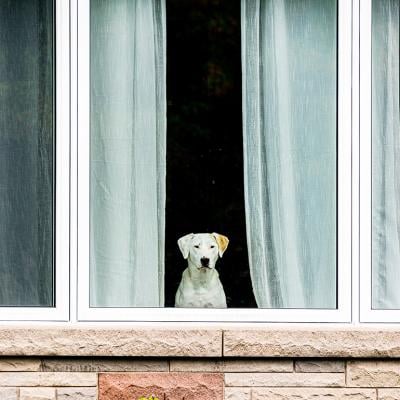 A white dog looking outside a glass window.