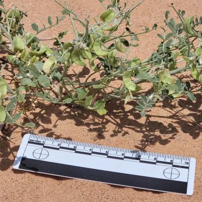 Desert plants grow among panels in the Gemini Solar Project, outside Las Vegas. 