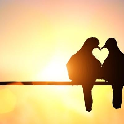 A silhouette of two birds on a powerline forms a heart shape, symbolizing love birds for Valentines Day