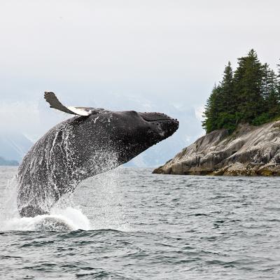 A humpback whale breaching water in Alaska.