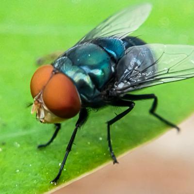 Cochliomyia hominivorax, also known as the New World screw-worm fly.