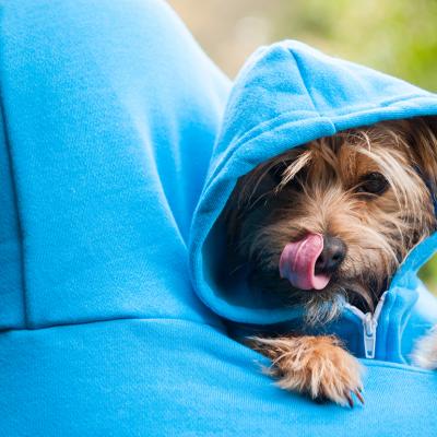 A small furry dog with matching blue hoodies with its owner.
