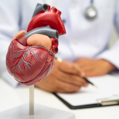 A human heart model anatomy.