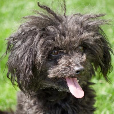 Close shot of a Russian Bolonka