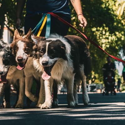 A pack of dogs with leash being walked in a park.